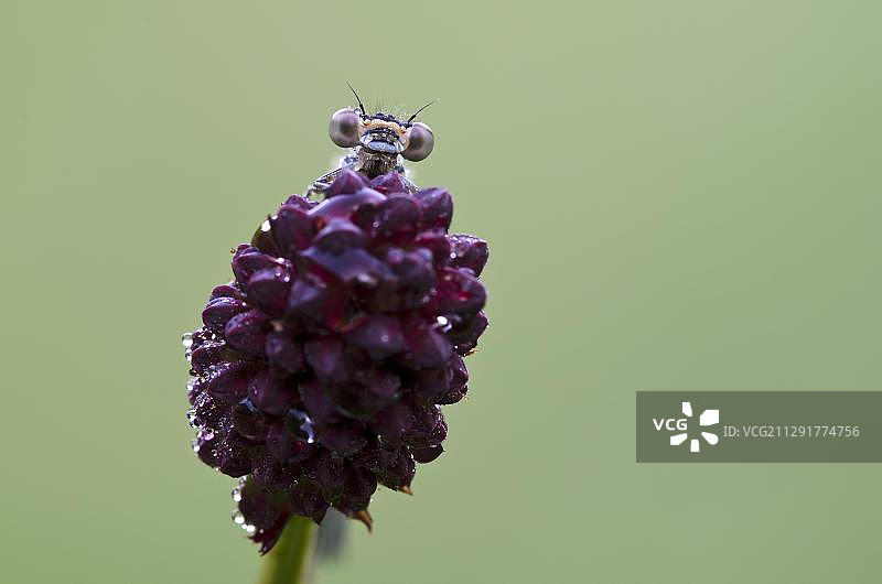 奥地利蒂罗尔州沃尔格尔的蔚蓝豆娘图片素材