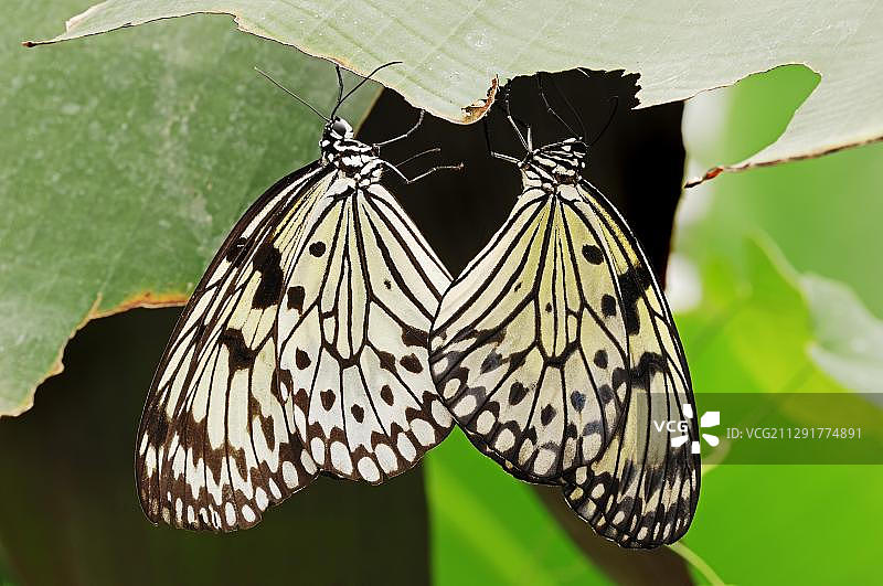 纸风筝蝶交配（原产于东南亚）图片素材