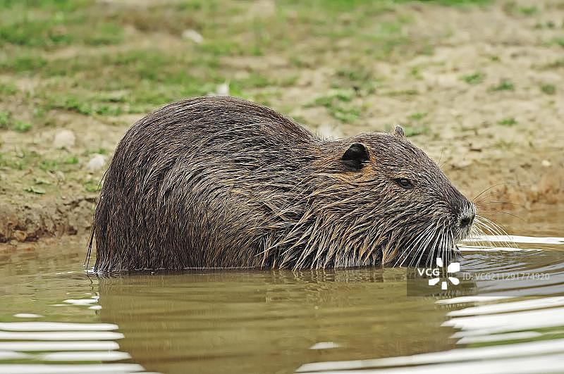 欧洲法国卡马格湿地的河狸鼠图片素材