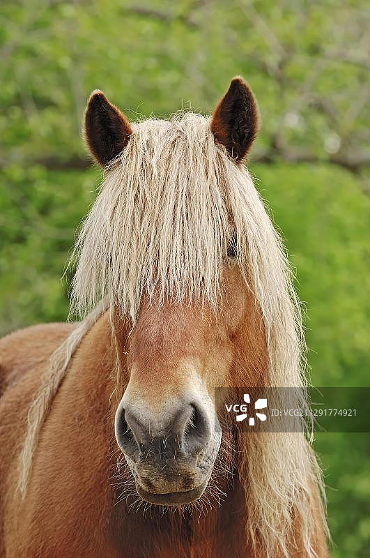 诺里克马画像，德国北莱茵-威斯特法伦图片素材