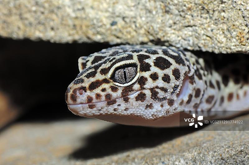 豹纹守宫，原产于亚洲，圈养于德国北莱茵-威斯特法伦图片素材