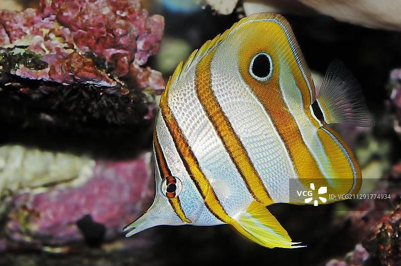 喙嘴钳蝴蝶鱼，产于大堡礁和印度洋-太平洋地区（荷兰，欧洲）图片素材