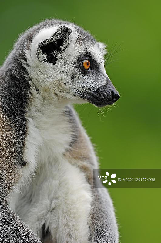 马达加斯岛环尾狐猴肖像图片素材