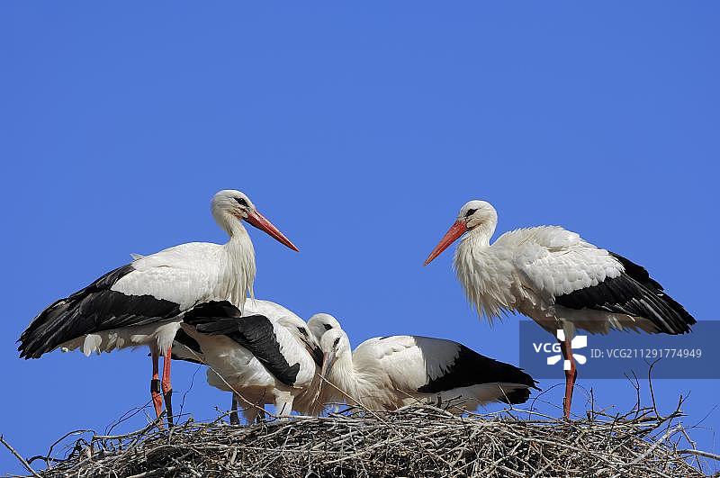 德国北莱茵-威斯特法伦白鹳与幼鸟图片素材