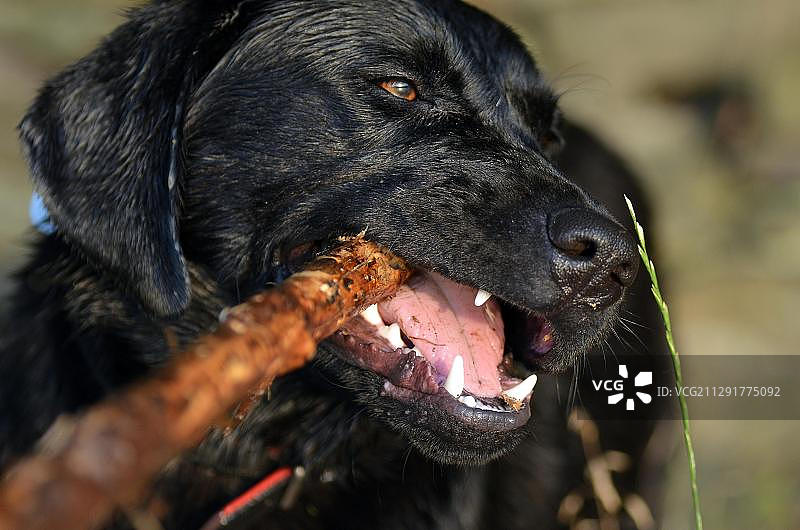 黑色拉布拉多犬玩耍图片素材