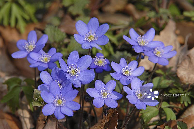 德国海尼希国家公园的普通肝草图片素材