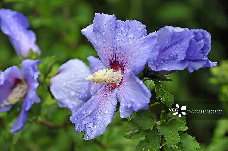 沾满水滴的木槿花图片素材