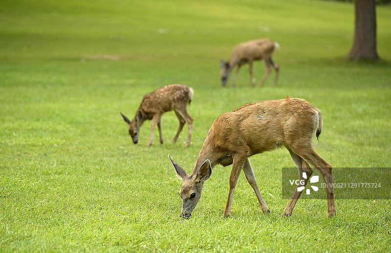 骡鹿与鹿宝宝，美国犹他州国会礁国家公园图片素材