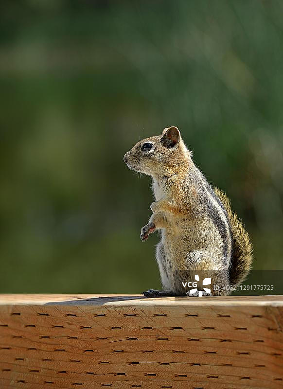 金背地松鼠，美国犹他州迪克西国家森林图片素材