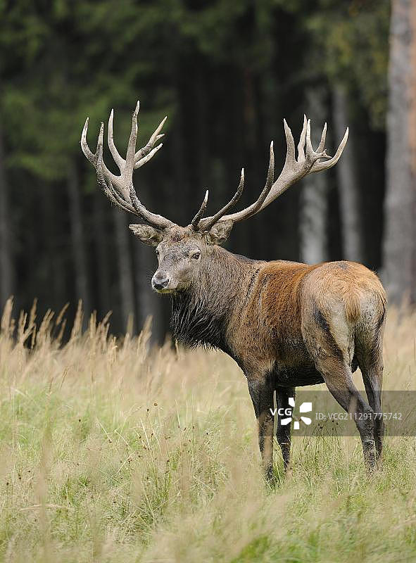 欧洲德国下萨克森州立猎场中的马鹿图片素材