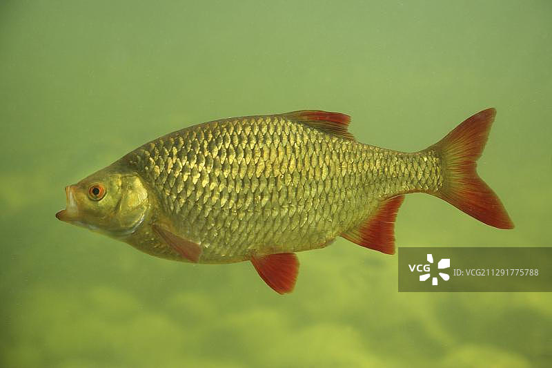 欧洲丁鱥，梅克伦堡-西波美拉尼亚州，德国，欧洲图片素材