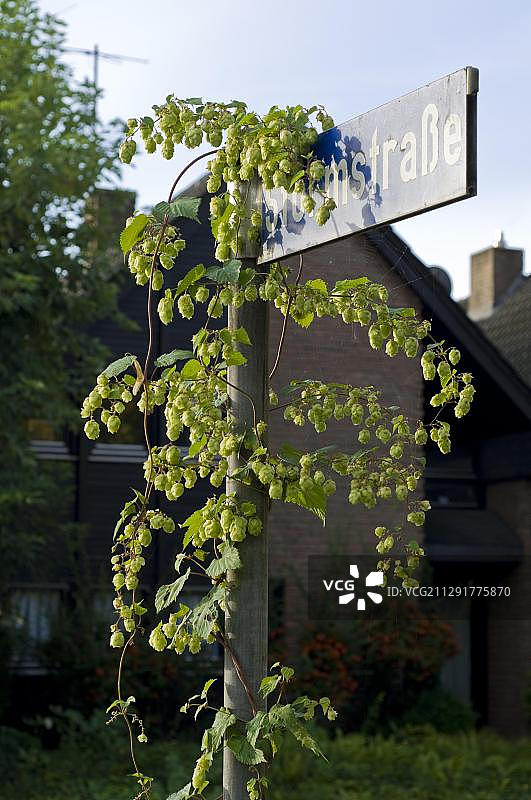 德国住宅区路牌上的野生啤酒花图片素材