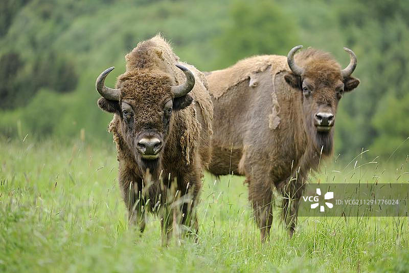 德国欧洲野牛保护区的欧洲野牛图片素材