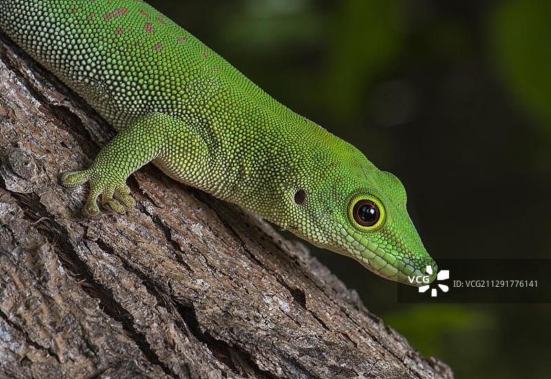 马达加斯加壁虎(Phelsuma kochi)，非洲马达加斯加Ankarafantsika国家公园图片素材