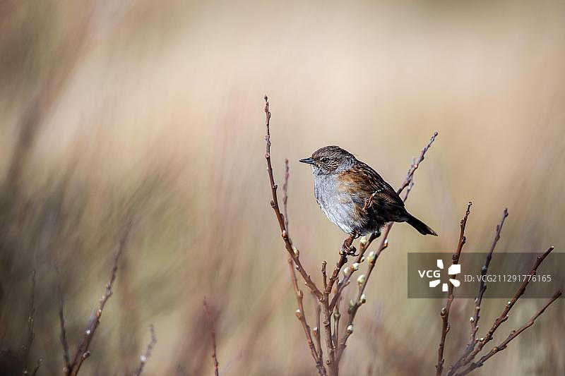 hedge sparrow，栖息在长椅上，爱尔兰戈尔韦郡，欧洲图片素材