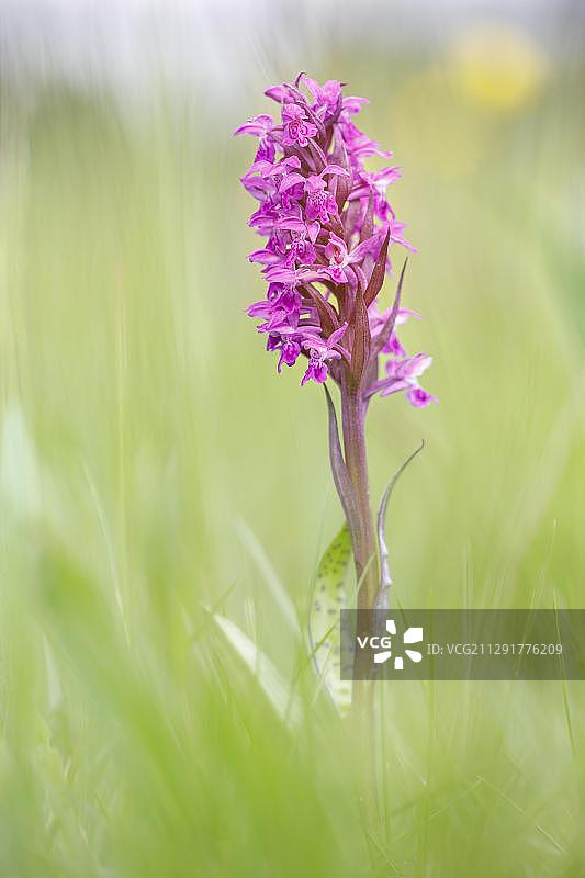 开花的西方 Marsh 兰花图片素材