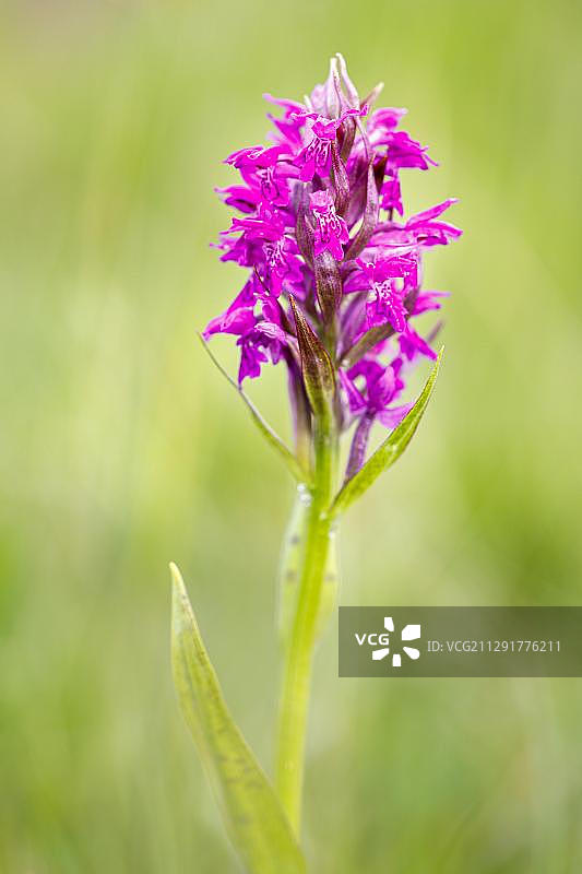 开花的西方 Marsh 兰花图片素材