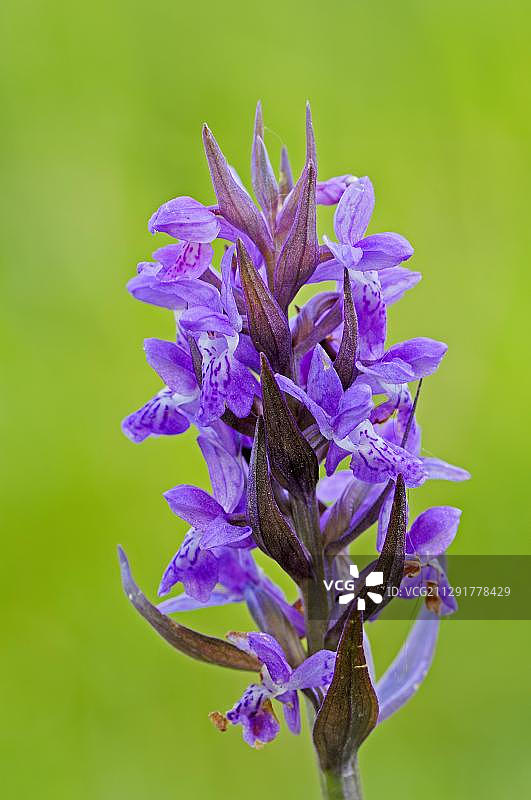 宽叶沼兰，德国，北莱茵-威斯特法伦州图片素材