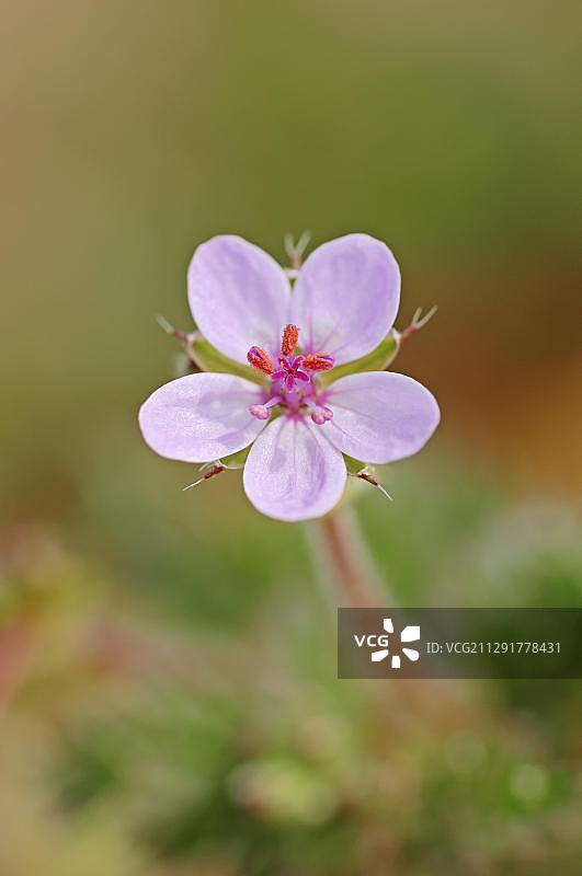 红茎老鹳草，特塞尔，荷兰，欧洲图片素材
