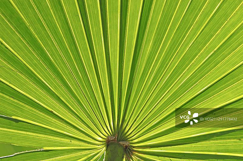 锯棕榈叶片细节，位于美国佛罗里达州米亚卡河州立公园图片素材