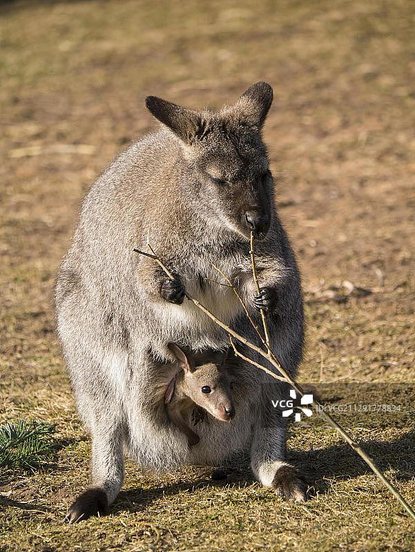 颈纹袋鼠或班尼特袋鼠，德国埃尔福特动物园图片素材