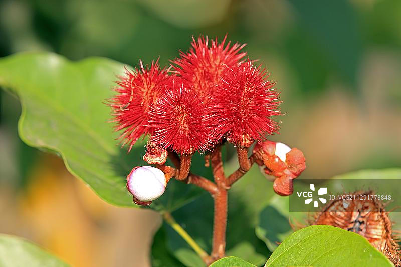 胭脂树果实，非洲马达加斯加图片素材