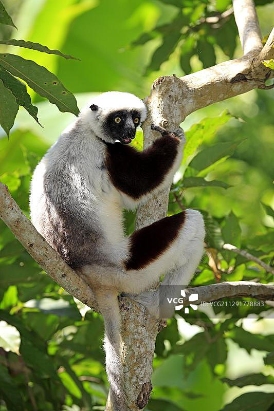 克氏冕狐猴，马达加斯加，非洲图片素材