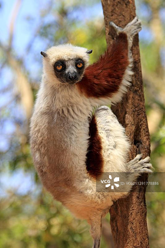 克氏冕狐猴，马达加斯加，非洲图片素材