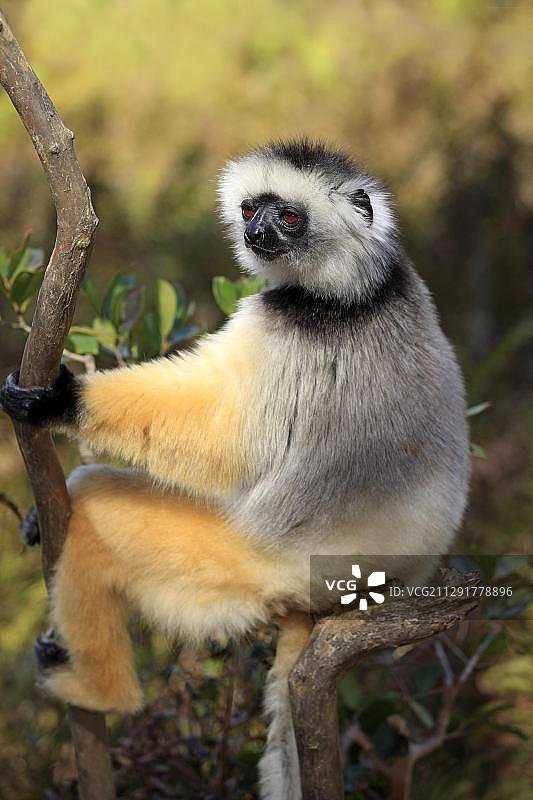 戴冕狐猴(Propithecus diadema)，成年，马达加斯加，非洲图片素材