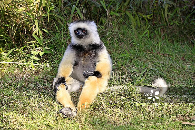 戴冕狐猴(Propithecus diadema)，成年，马达加斯加，非洲图片素材