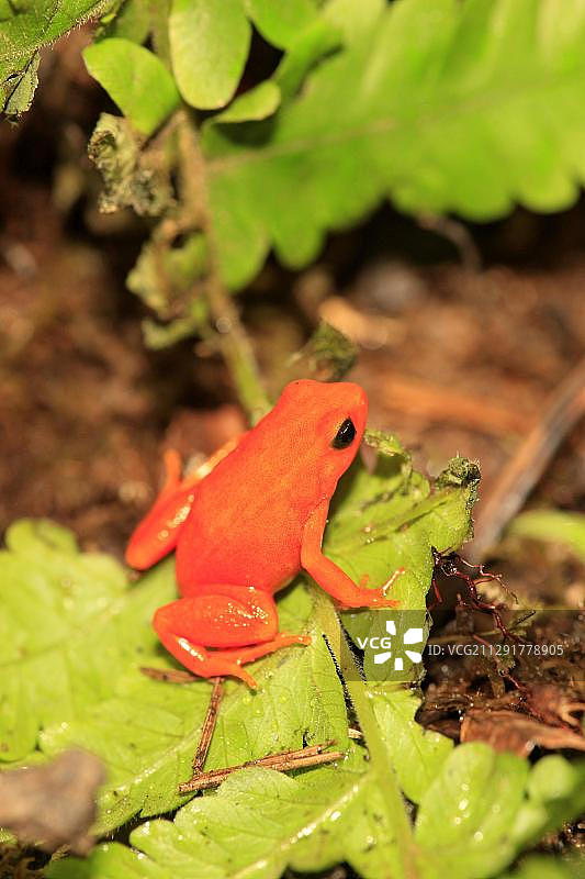 金色曼特拉蛙，觅食，马达加斯加，非洲图片素材