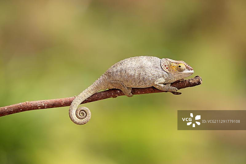 短角变色龙（Calumma brevicorne）- 觅食中的雌性，马达加斯加，非洲图片素材