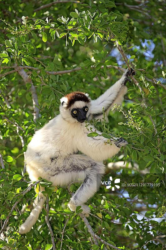 Verreaux的Sifaka (Propithecus verreauxi),成年在树上,吃,觅食,Berenty保护区,马达加斯加,非洲图片素材