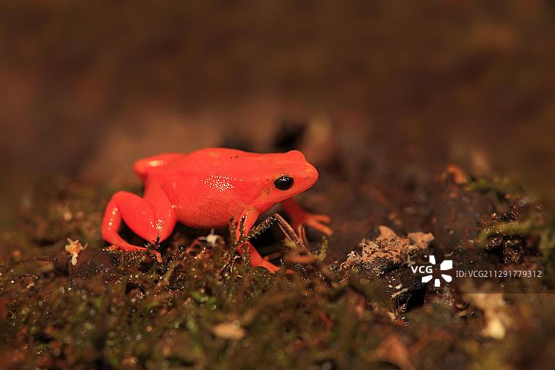 金色曼特拉蛙，觅食，马达加斯加，非洲图片素材