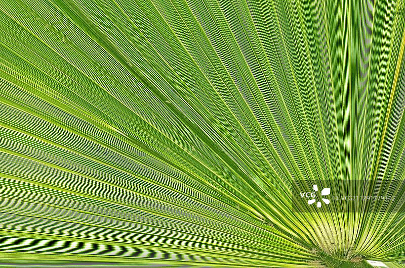 锯棕榈叶片细节，美国佛罗里达州图片素材