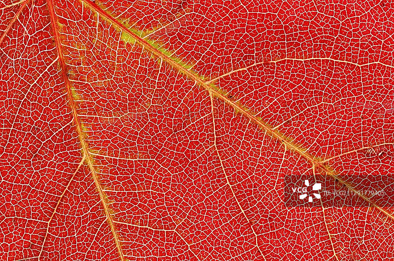 波斯铁木树秋季叶片图片素材