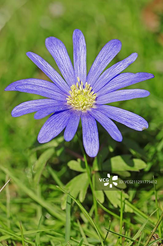 希腊银莲花图片素材