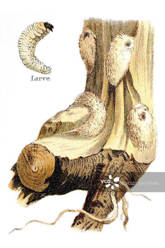 松树上的象鼻虫幼虫隧道和蛹（1897年）图片素材