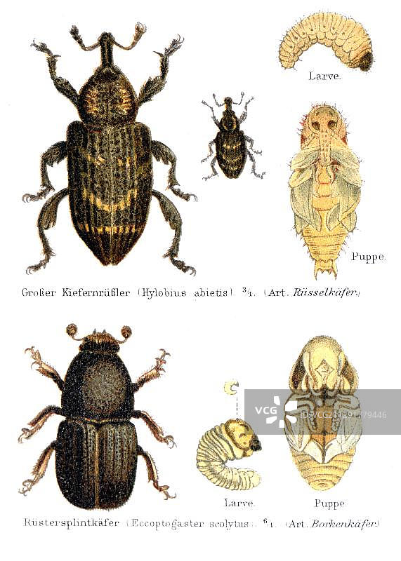 象鼻虫和树皮甲虫，出自1897年迈尔斯百科全书图片素材