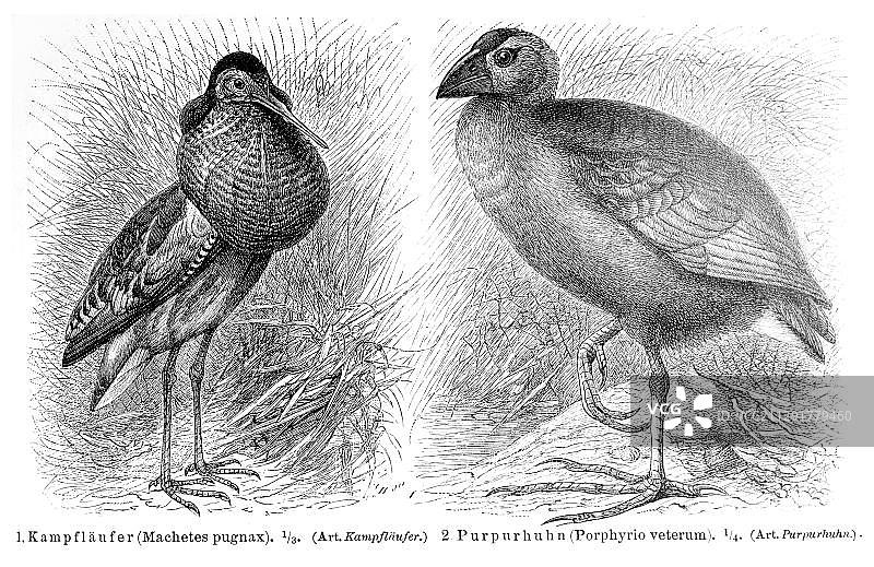 欧鸻和紫水鸡，来自《梅耶百科全书》的插图，1897年图片素材