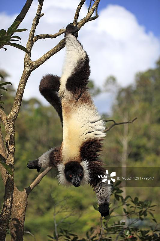 黑白领狐猴（Varecia variegata），成年个体在树上觅食，马达加斯加，非洲图片素材