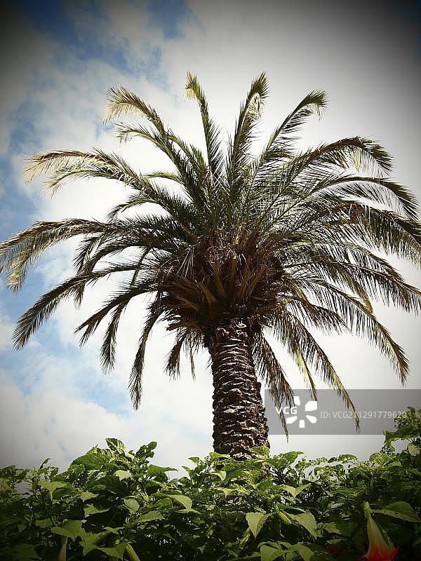 棕榈树，复古风，下萨克森州巴特皮尔蒙特，德国，欧洲图片素材