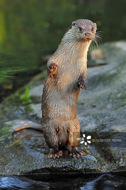 圈养的欧洲水獭，德国北莱茵-威斯特法伦州图片素材