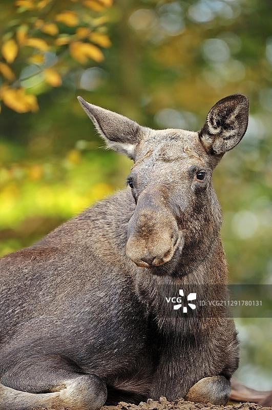 圈养状态下德国北莱茵-威斯特法伦的秋季欧亚麋鹿图片素材