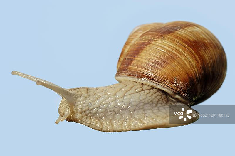勃艮第蜗牛图片素材