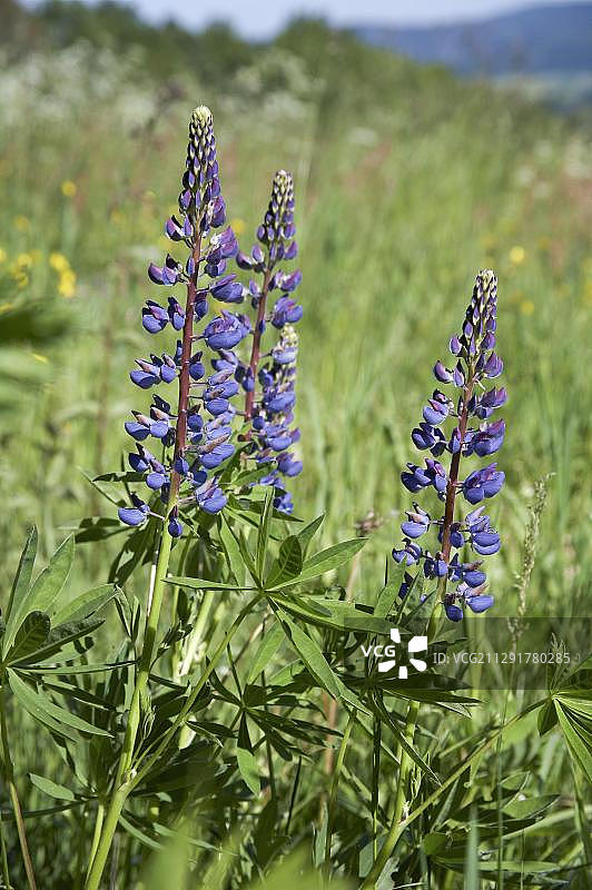 德国萨克森瑞士国家公园的野生羽扇豆图片素材