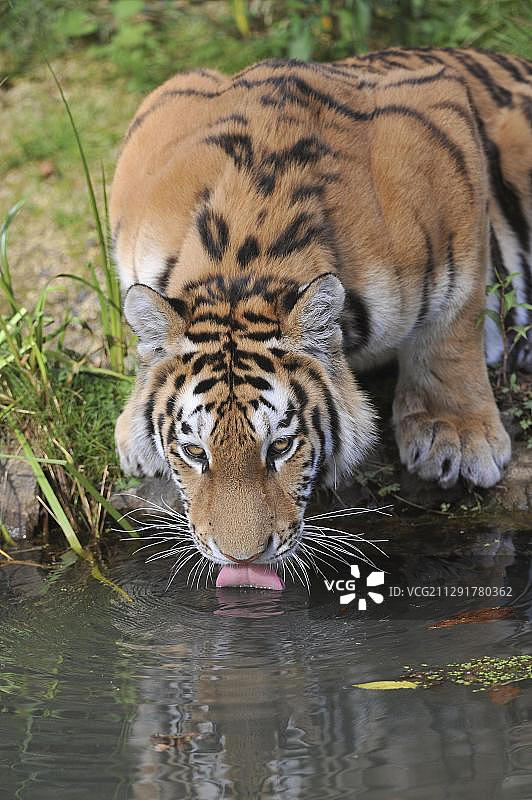 西伯利亚虎（Panthera tigris altaica）饮水图片素材