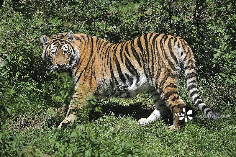 西伯利亚虎，阿穆尔虎，动物园，下萨克森州，德国，欧洲图片素材