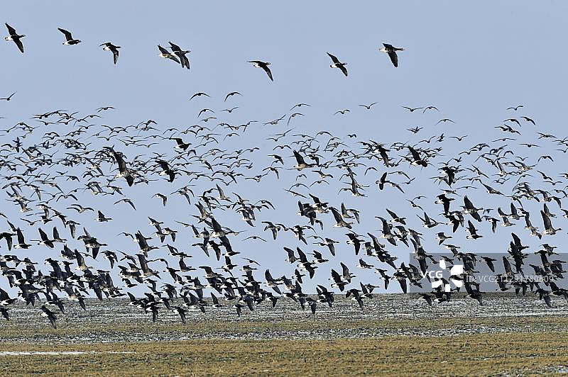 红胸黑雁：编队飞行于保加利亚黑海沿岸（欧洲）图片素材