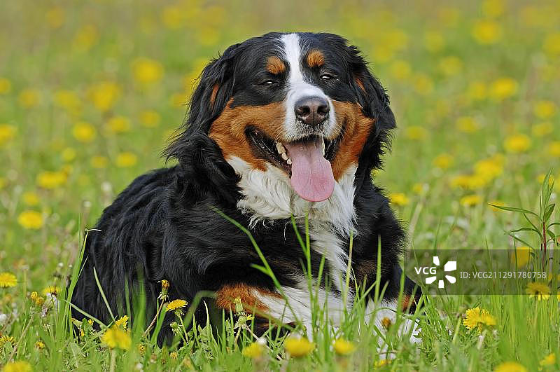 草地上的伯恩山犬图片素材